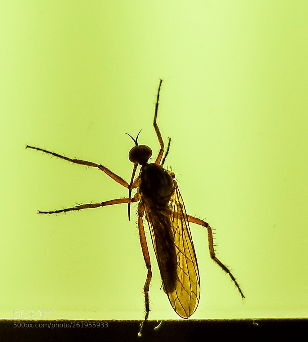 Samsung Galaxy S4 sample photo. Insect photography