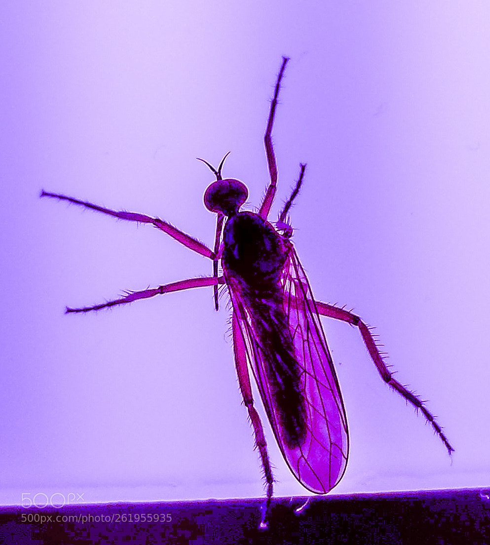 Samsung Galaxy S4 sample photo. Insect photography