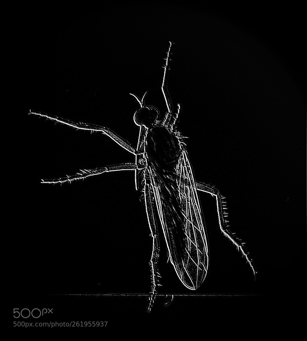 Samsung Galaxy S4 sample photo. Insect photography