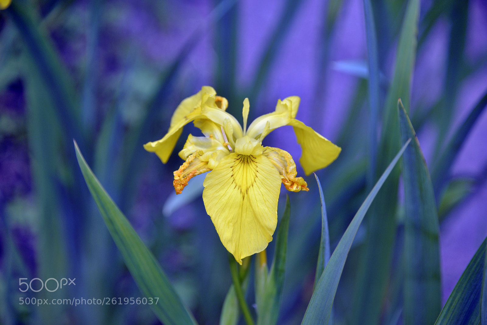 Nikon D610 sample photo. Yellow iris photography