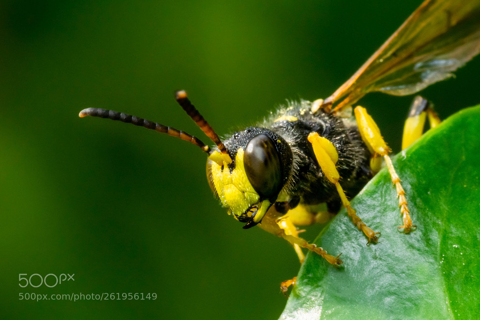 Sony a6000 sample photo. Knot wasp photography