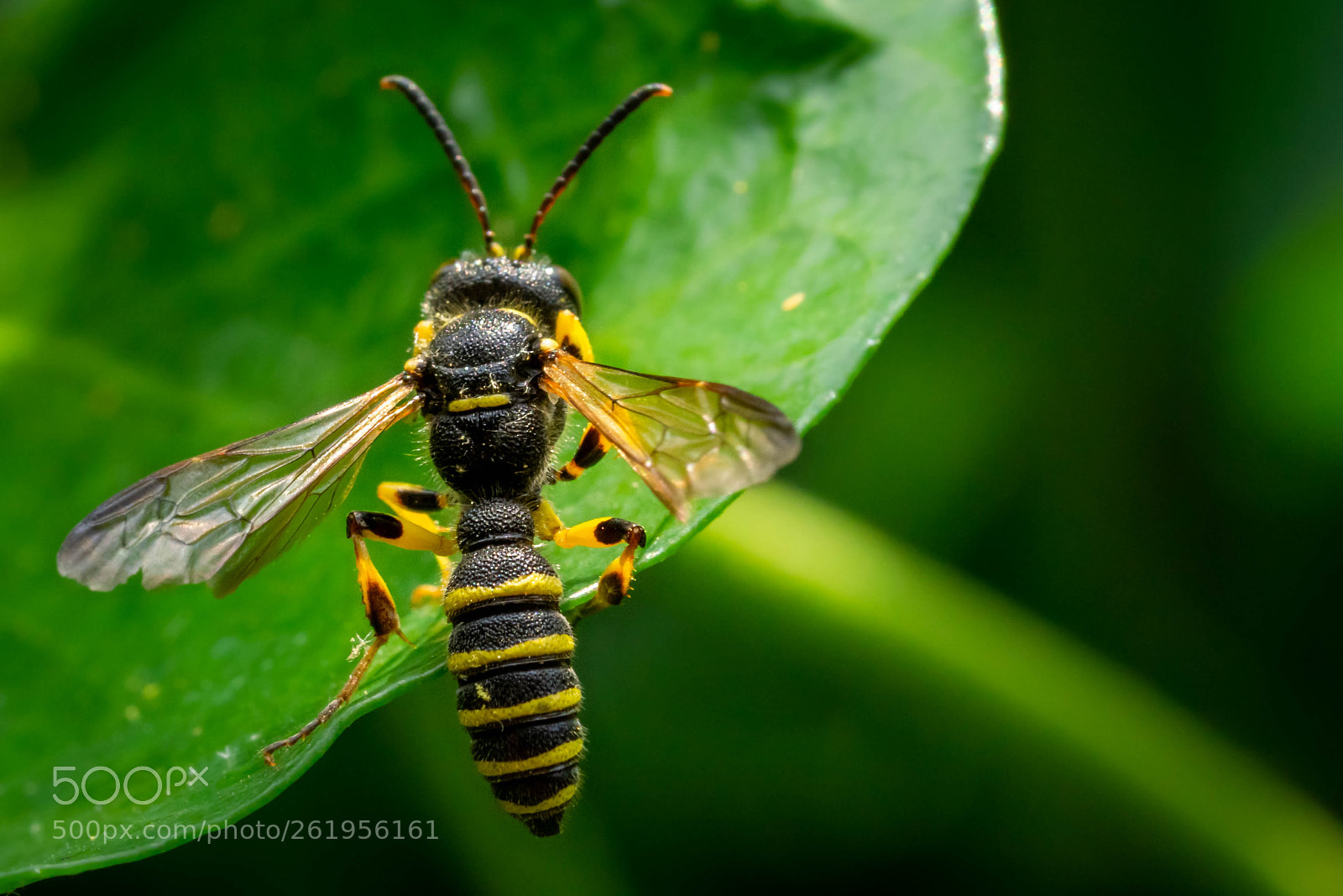 Sony a6000 sample photo. Knot wasp photography