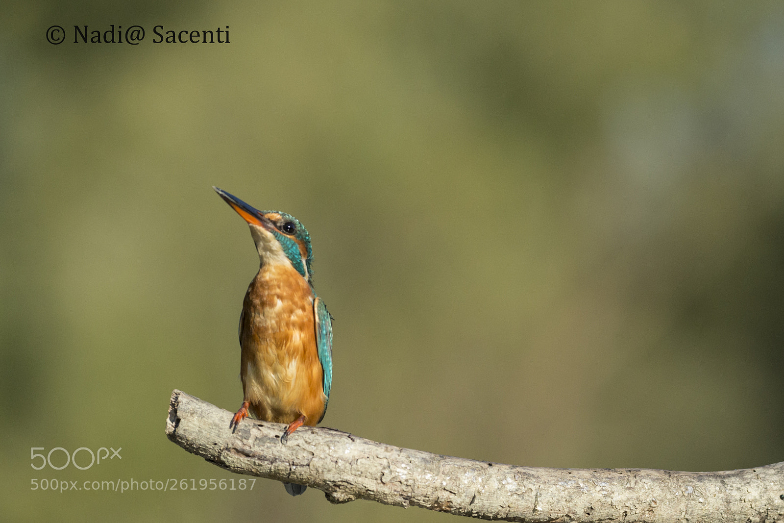 Canon EOS-1D X sample photo. Kingfisher photography