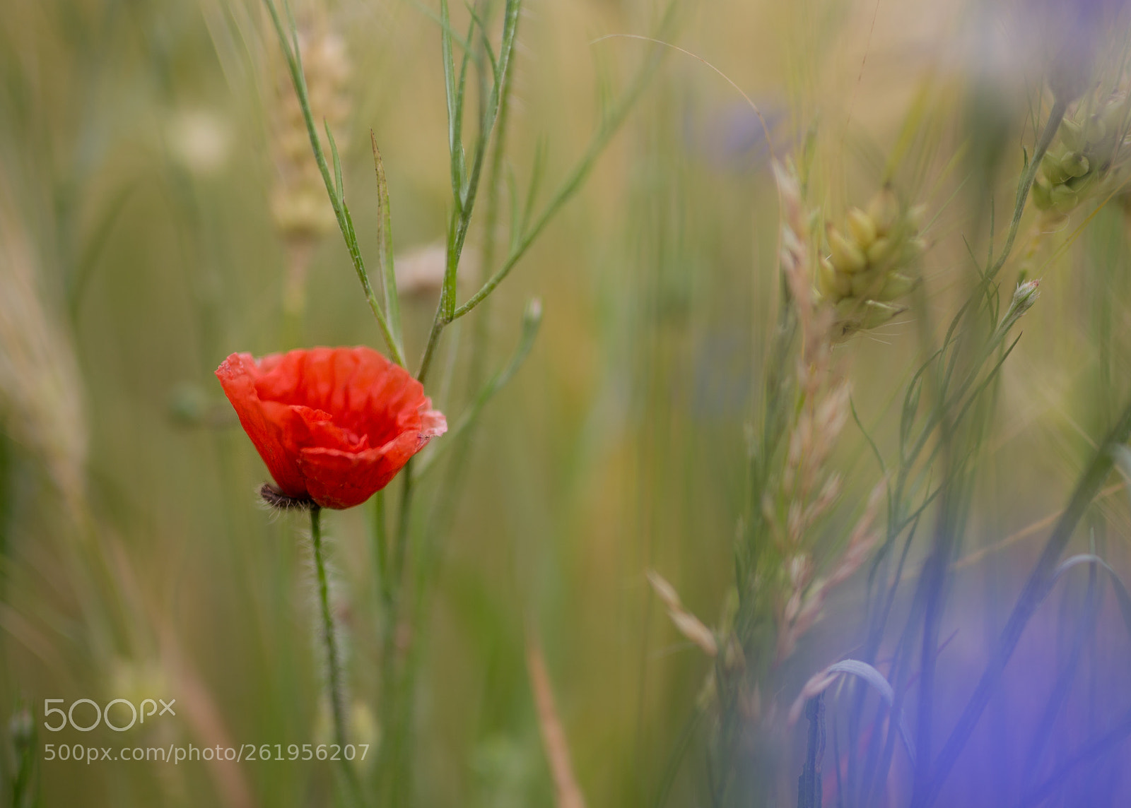Canon EOS 6D sample photo. Poppy photography