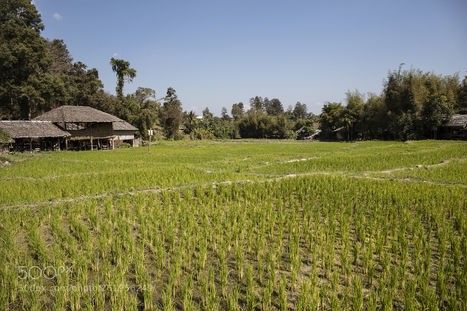 Canon EOS 5DS sample photo. Village rice field northern photography
