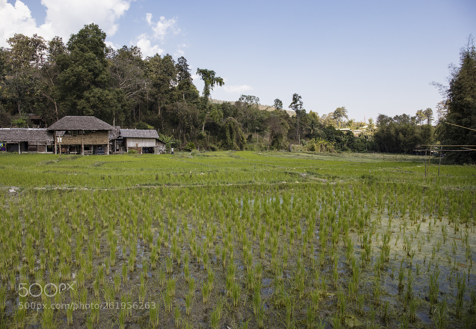 Canon EOS 5DS sample photo. Village rice field northern photography