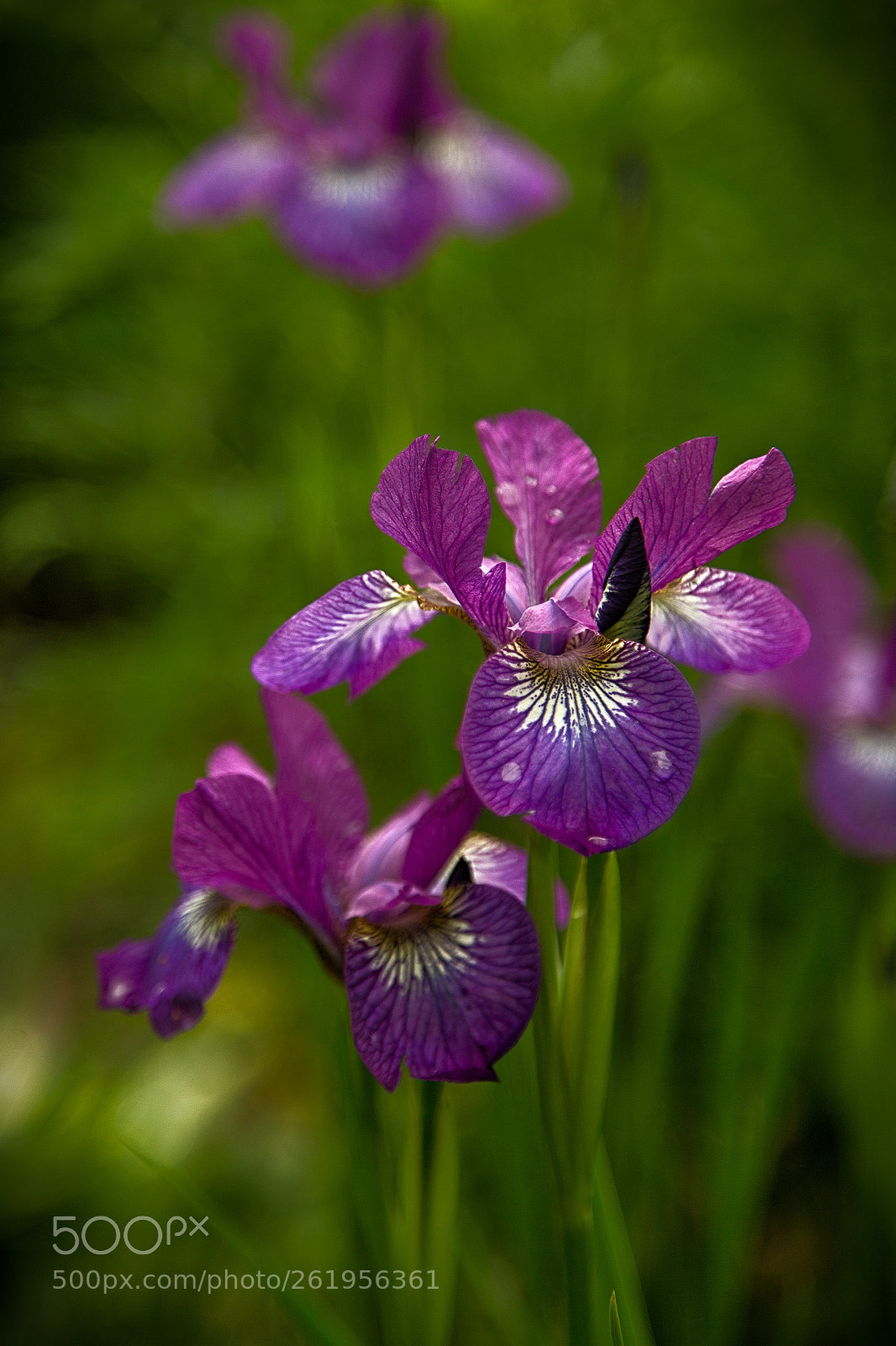 Canon EOS 6D sample photo. Siberian iris photography
