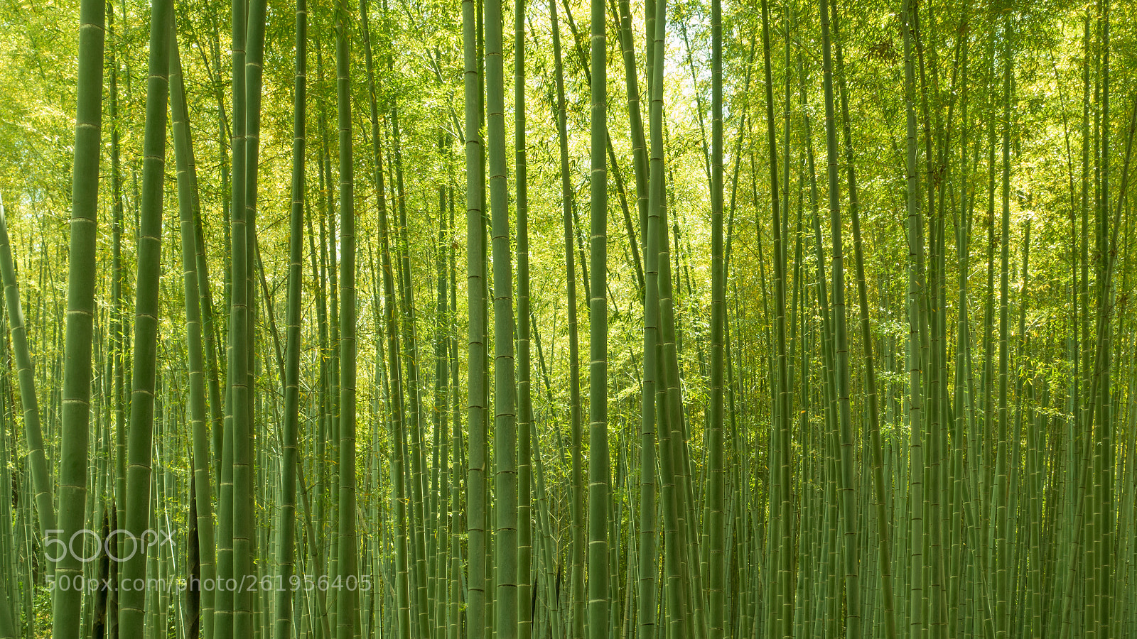 Sony Cyber-shot DSC-RX100 III sample photo. The bamboo forest photography