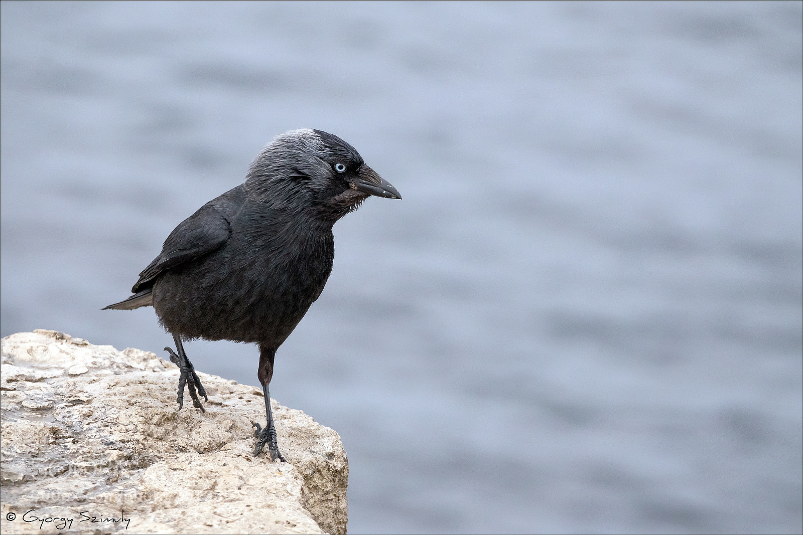 Sony Cyber-shot DSC-RX10 IV sample photo. Western jackdaw coloeus monedula photography