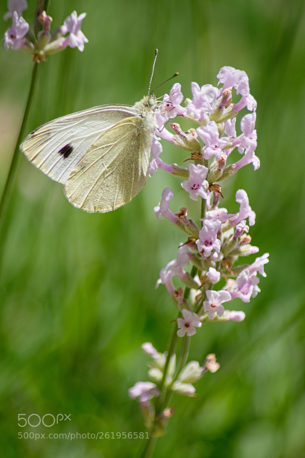 Pentax K-S2 sample photo. Pieris brassicae photography