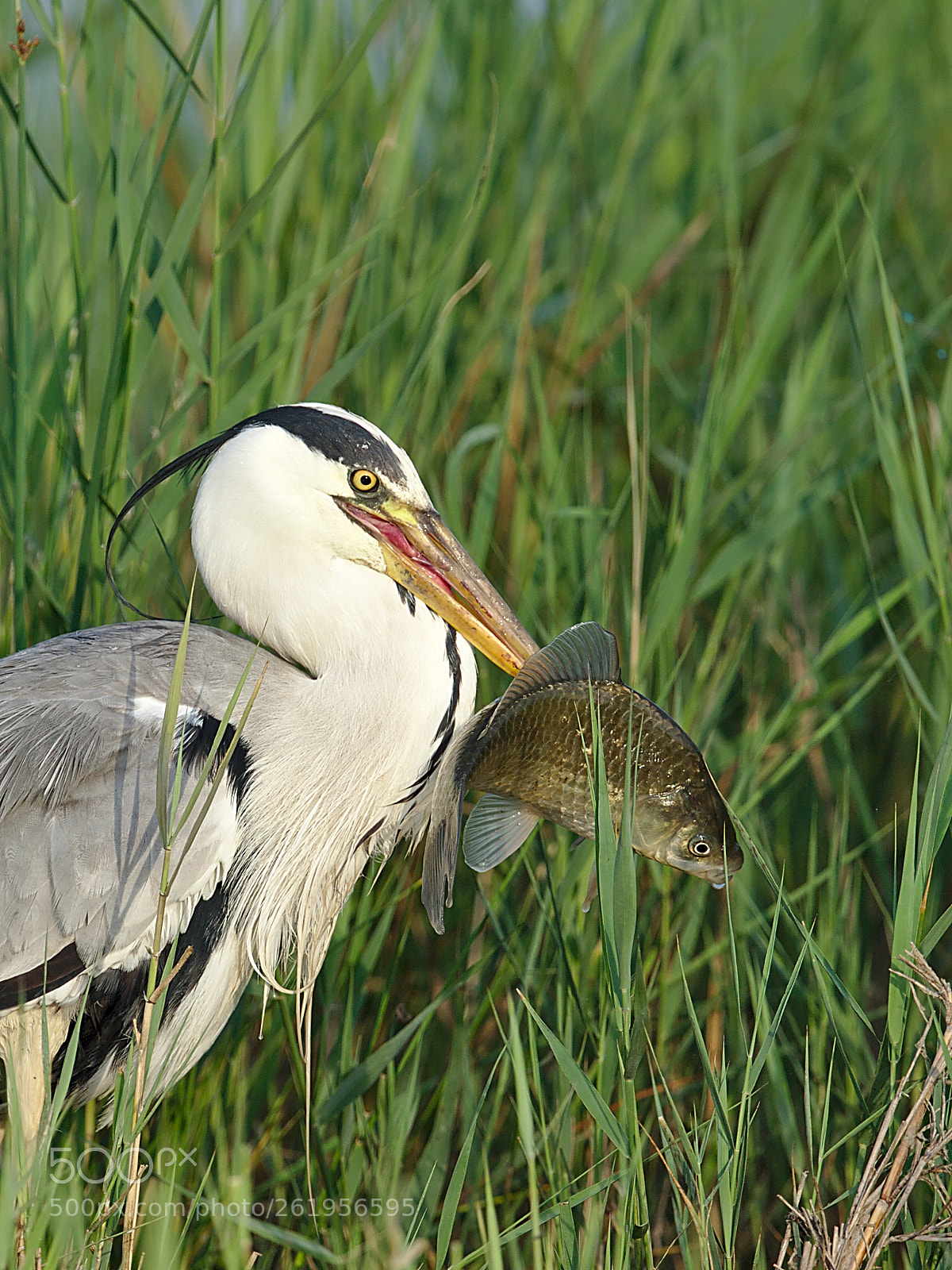 Canon EF 300mm F2.8L IS II USM sample photo. Héron cendré (crop) photography