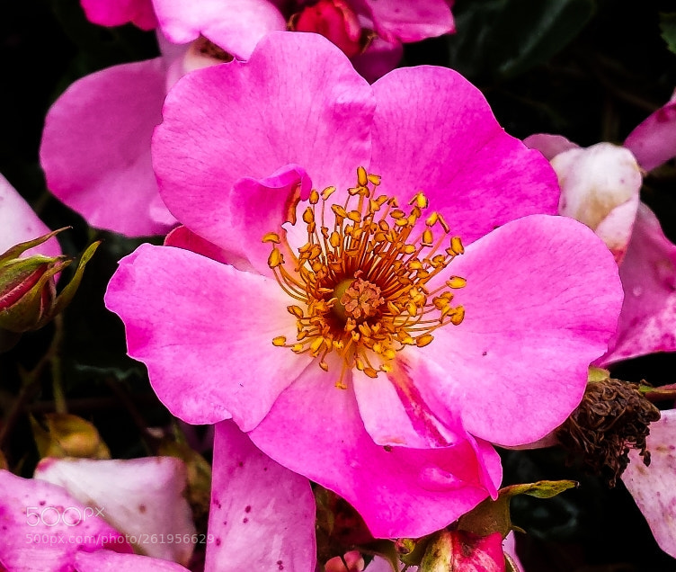 Samsung Galaxy S4 sample photo. In my garden photography