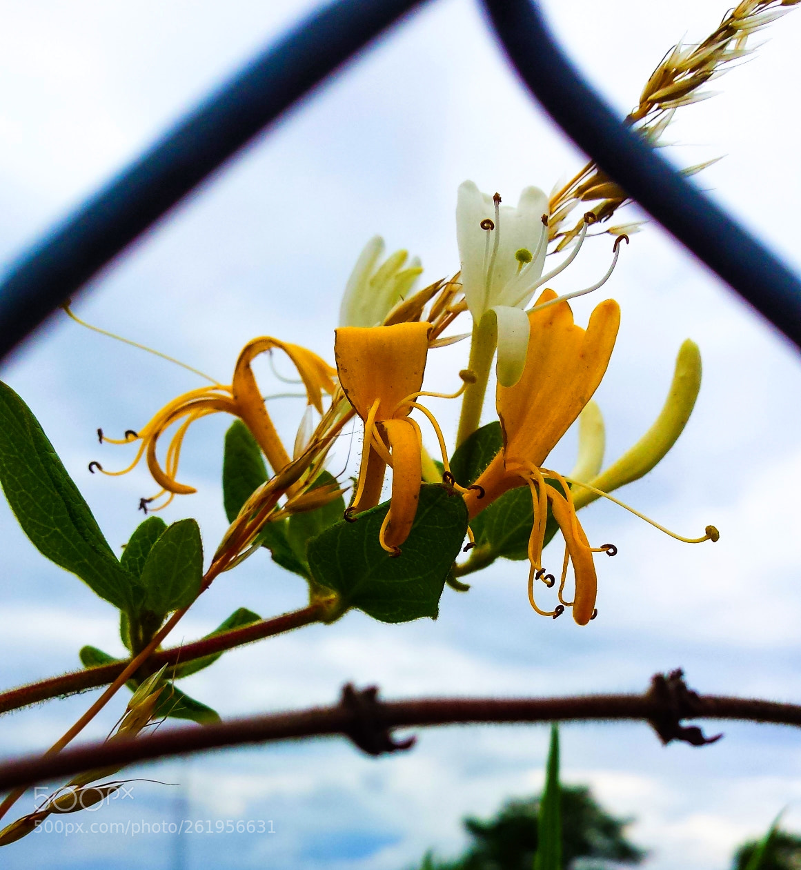 Samsung Galaxy S4 sample photo. In my garden photography