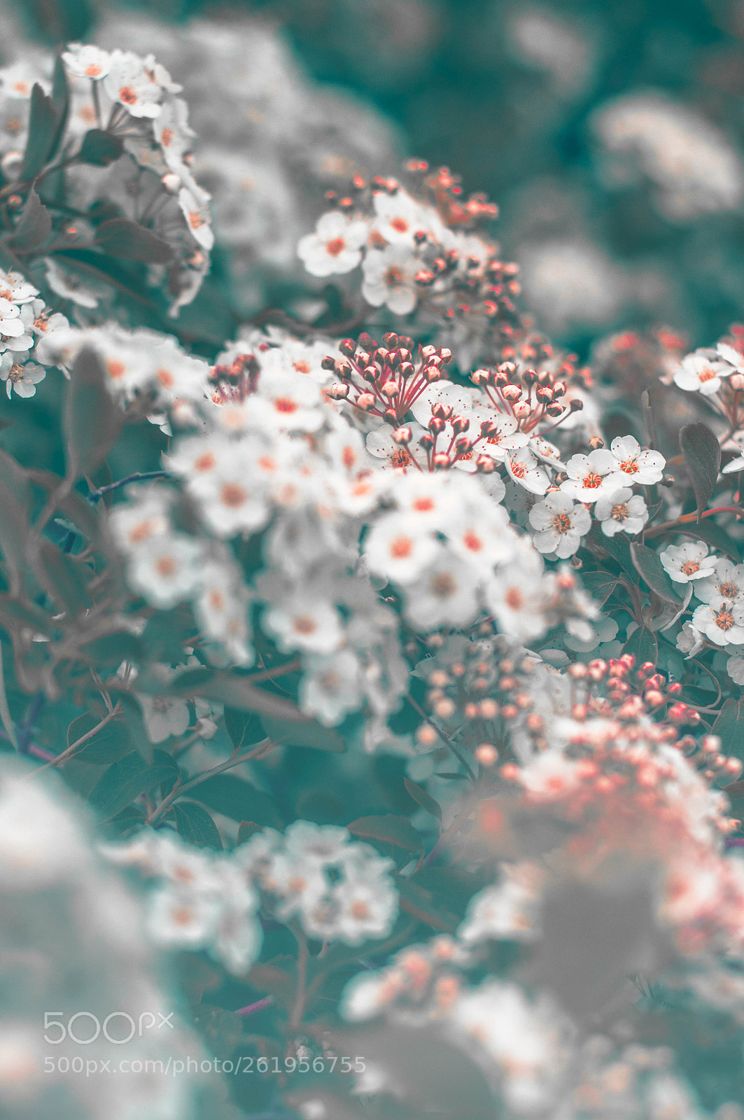 Nikon D90 sample photo. In my garden photography