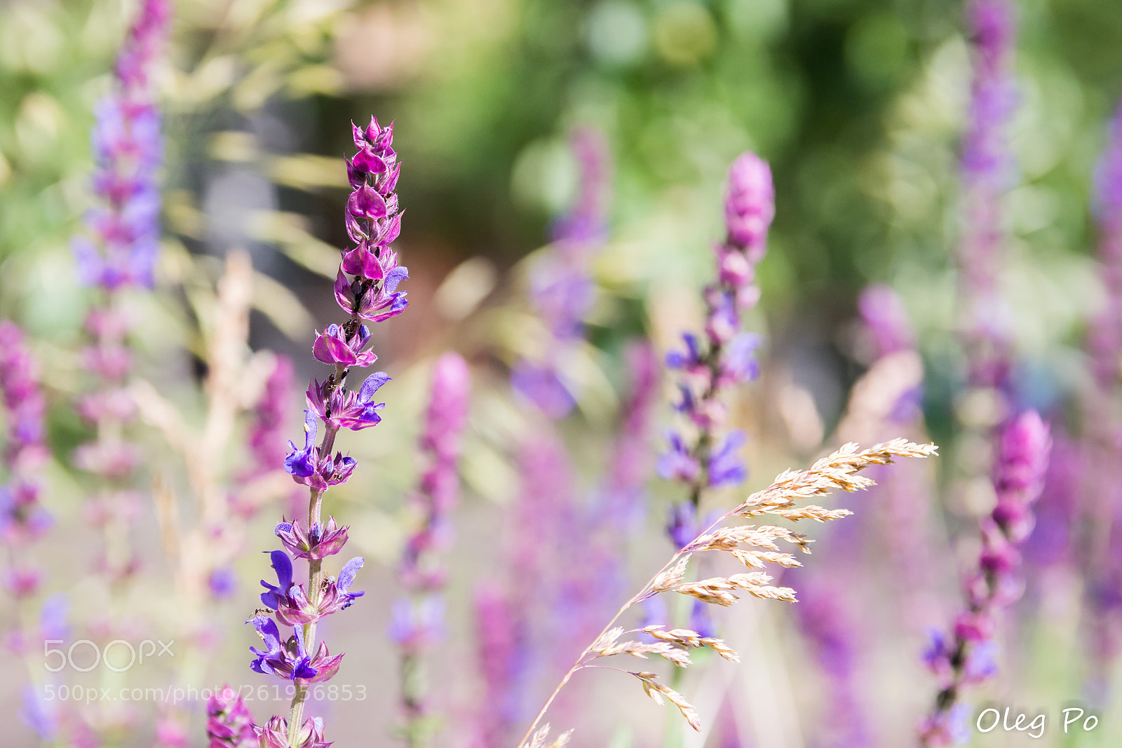 Nikon D7200 sample photo. Purple summer photography