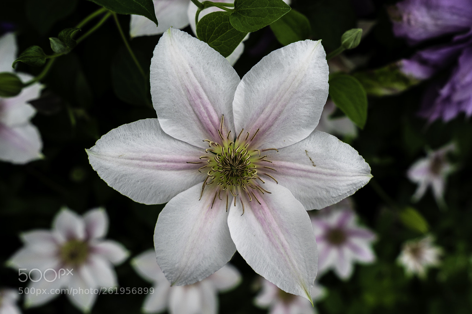 Sony a7 sample photo. White clematis photography