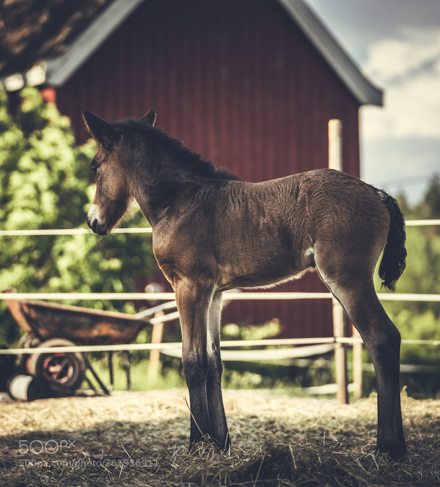 Sony a7R III sample photo. Summer day on the photography