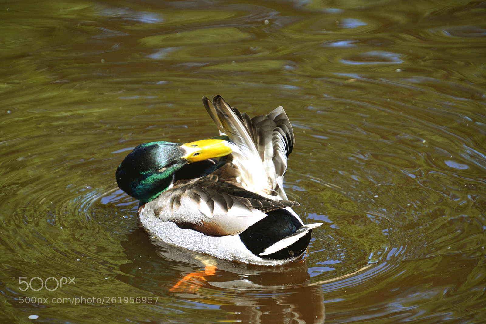 Nikon D5200 sample photo. Cleanliness photography