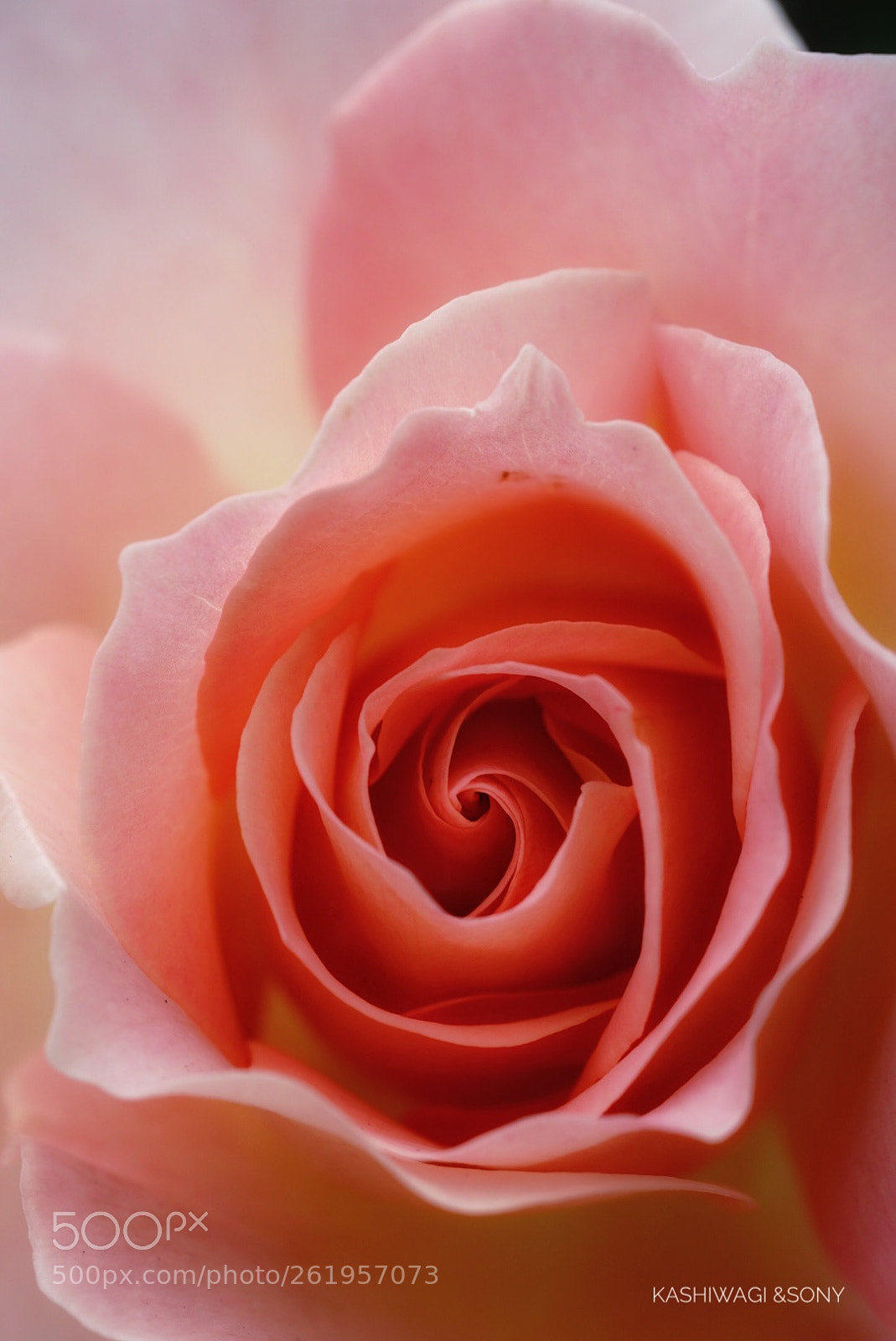 Sony a7 II sample photo. Rococo / germany 1987 photography