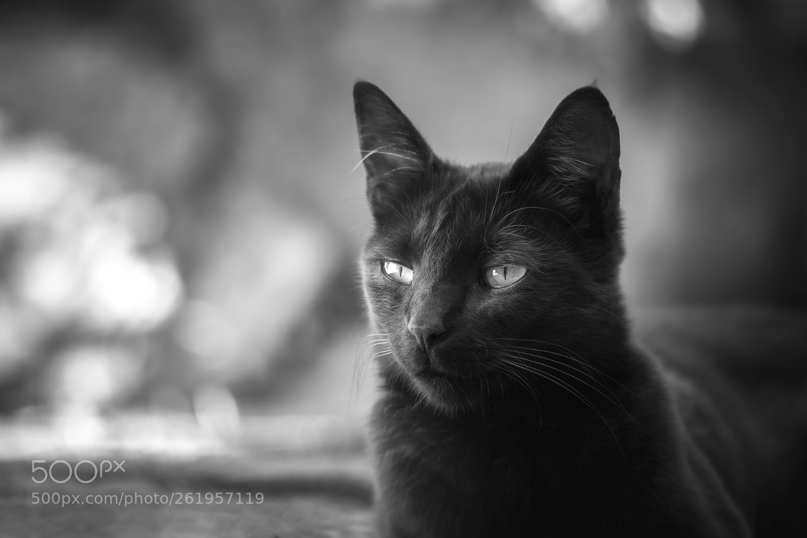 Nikon D5500 sample photo. The eyes photography
