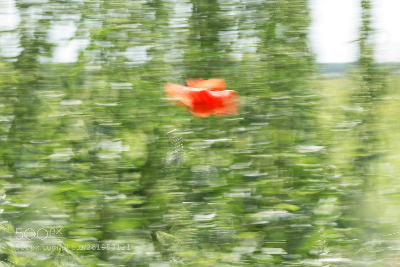 Nikon D750 sample photo. Red photography