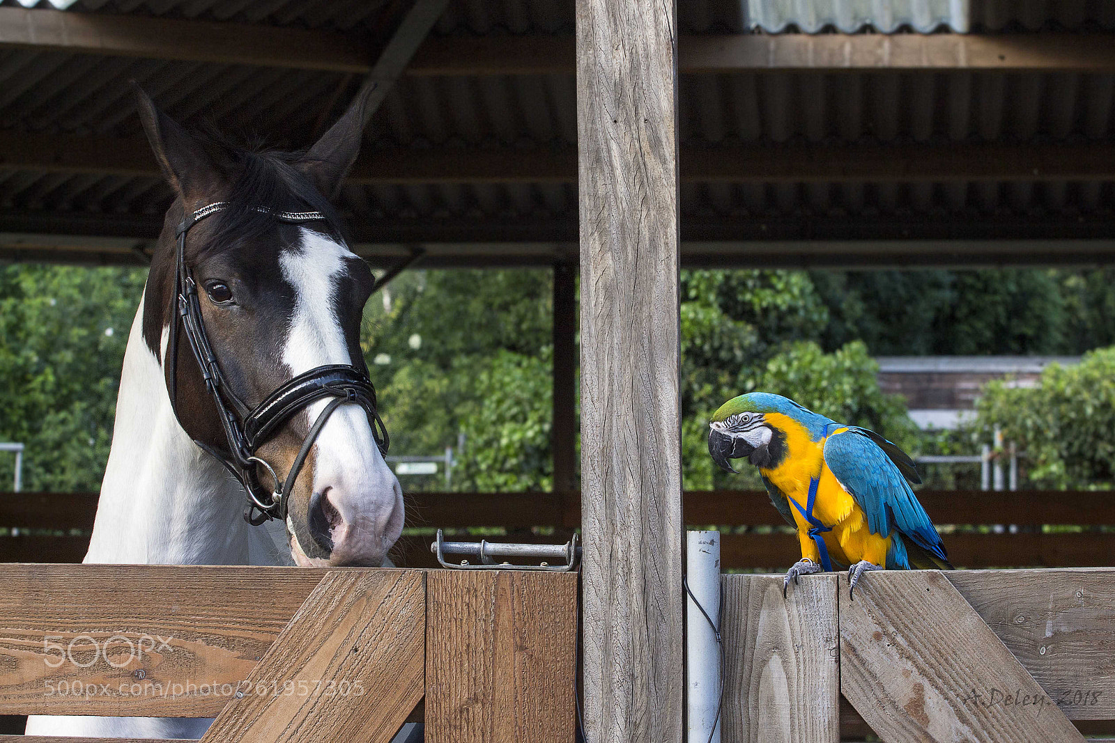 Canon EOS 700D (EOS Rebel T5i / EOS Kiss X7i) sample photo. Bente and skye photography