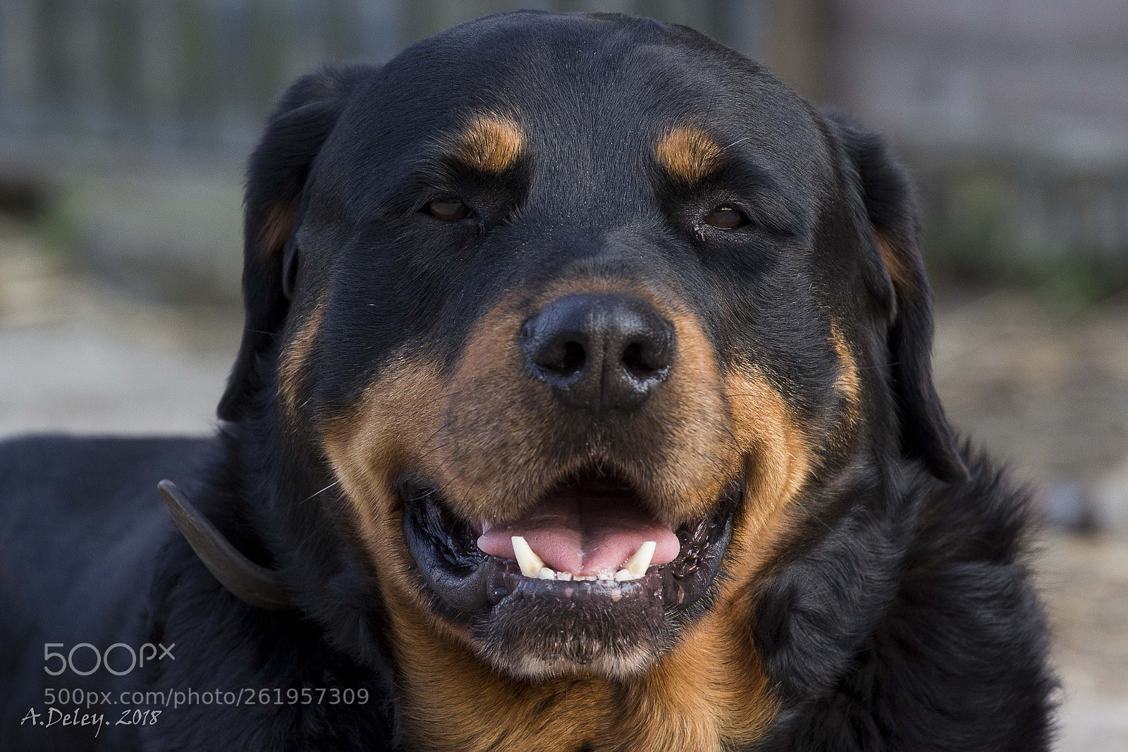 Canon EOS 700D (EOS Rebel T5i / EOS Kiss X7i) sample photo. Nero photography