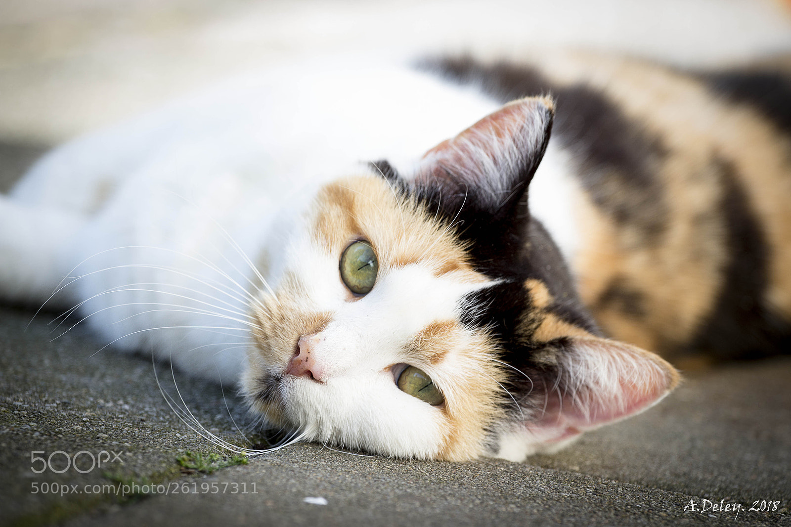 Canon EOS 700D (EOS Rebel T5i / EOS Kiss X7i) sample photo. Meisje photography