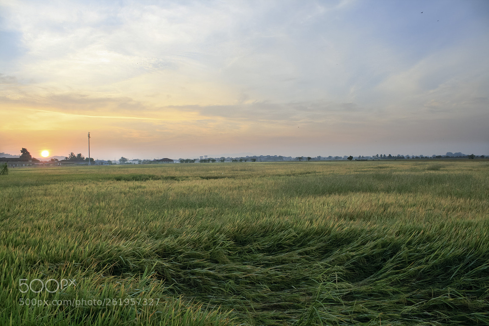 Canon EOS 400D (EOS Digital Rebel XTi / EOS Kiss Digital X) sample photo. Paddy field at kepala photography