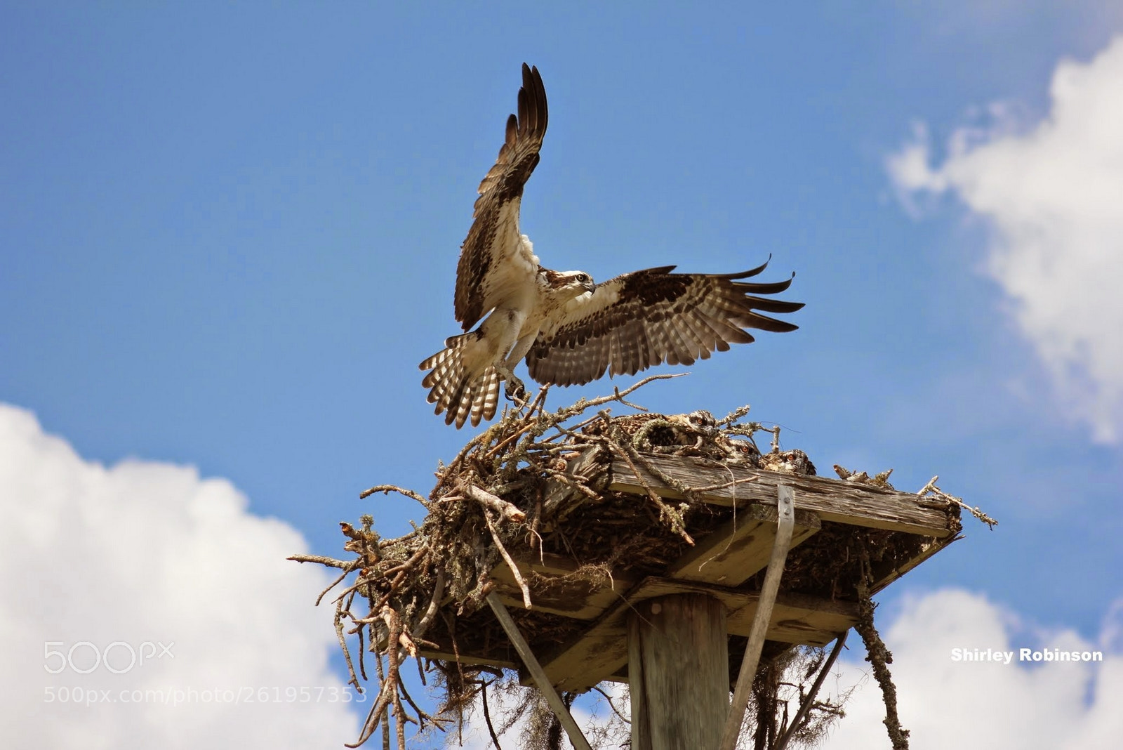 Canon EF 75-300mm f/4-5.6 sample photo. Mama osprey and babies photography