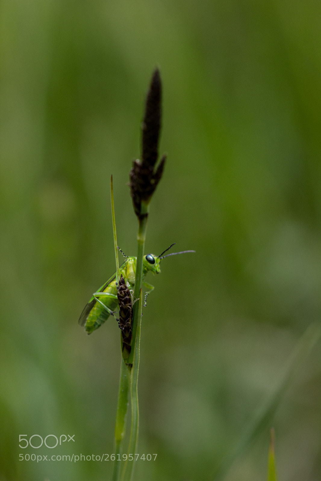 Canon EOS 60D sample photo. Grasshopper photography