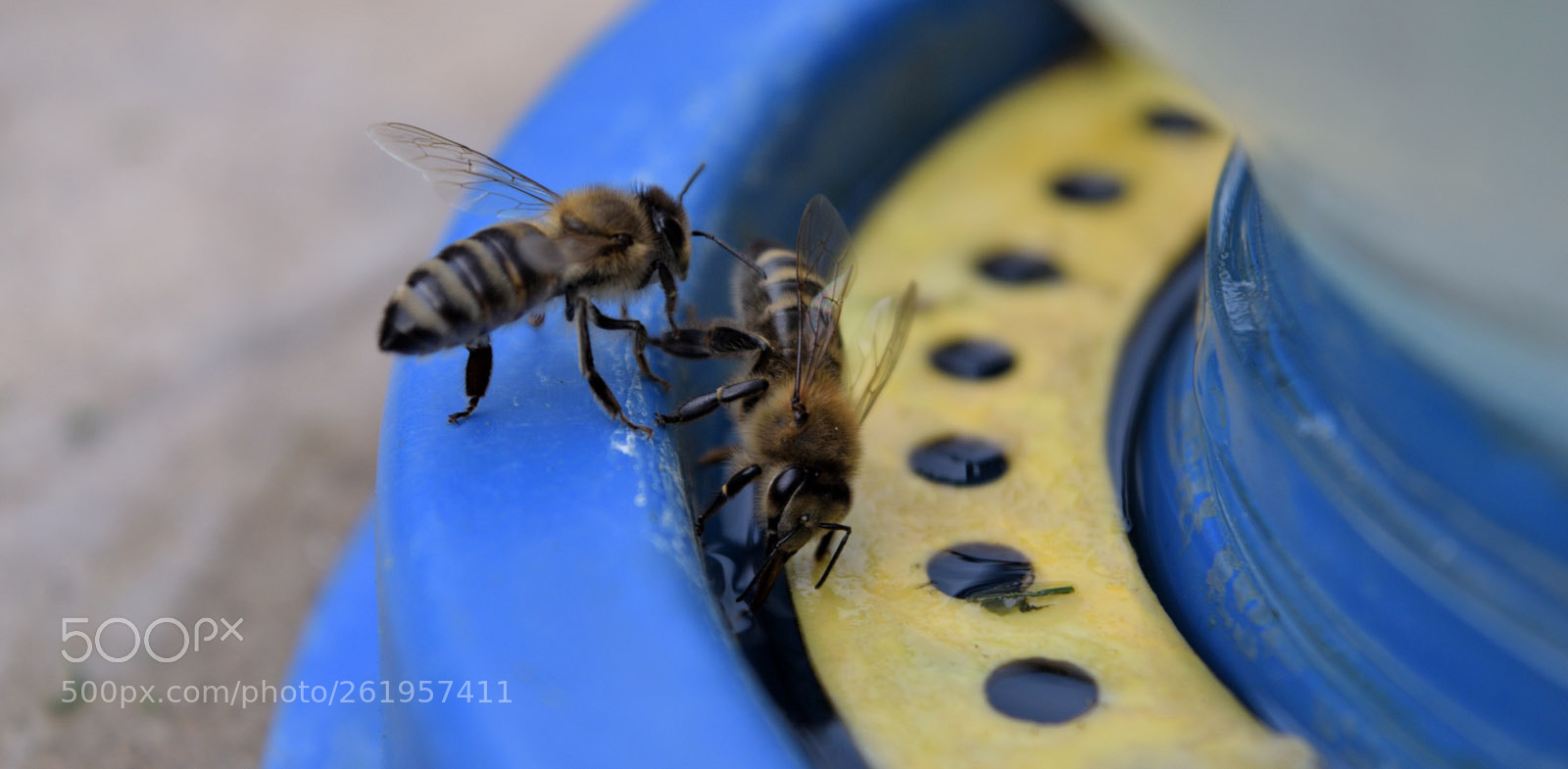 Nikon D3300 sample photo. Talk at a watering photography