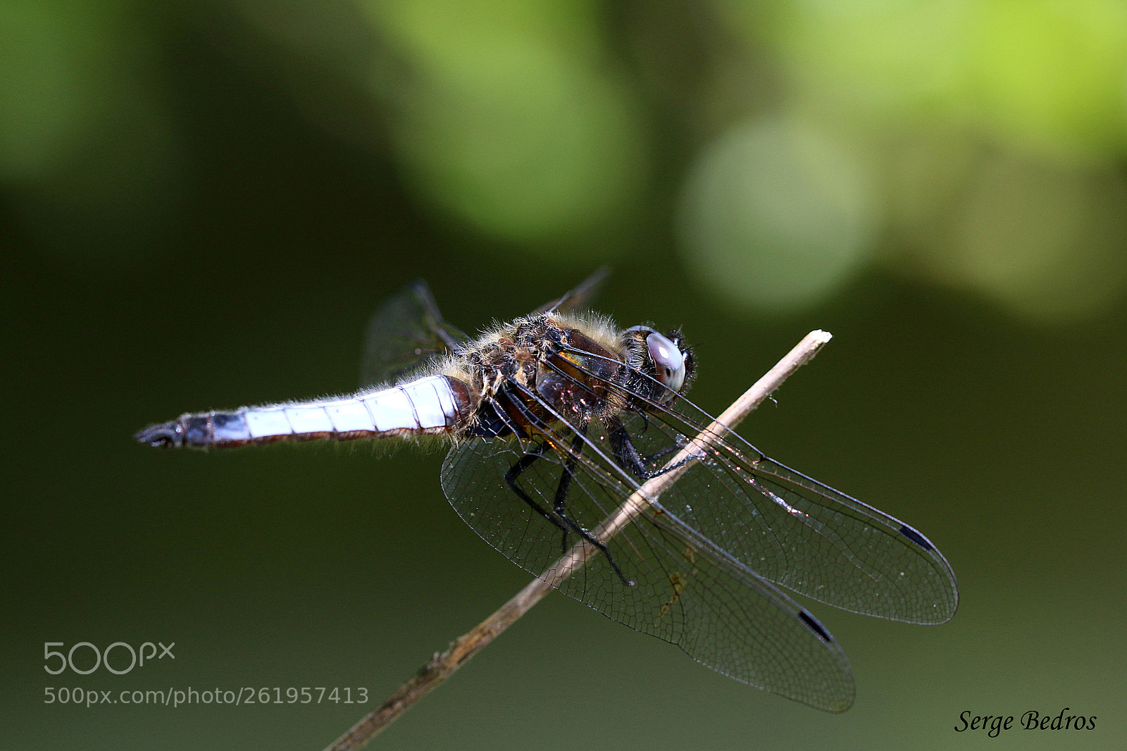 Canon EOS 70D sample photo. Img photography