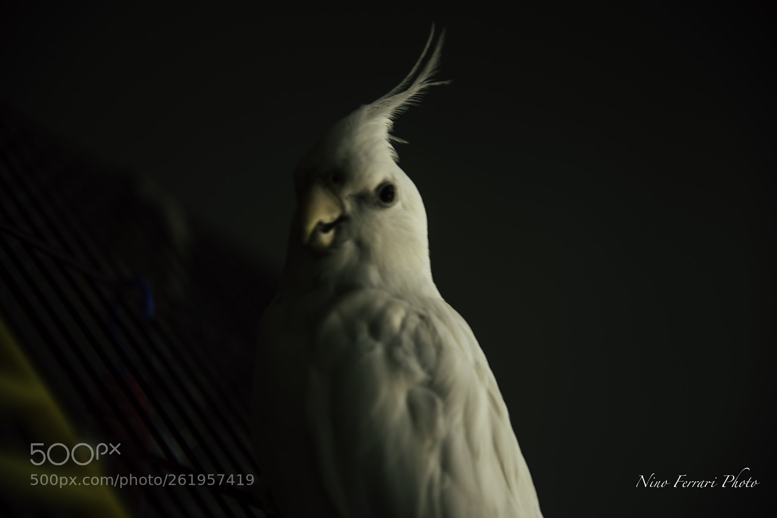 Nikon D750 sample photo. Devil cute... photography