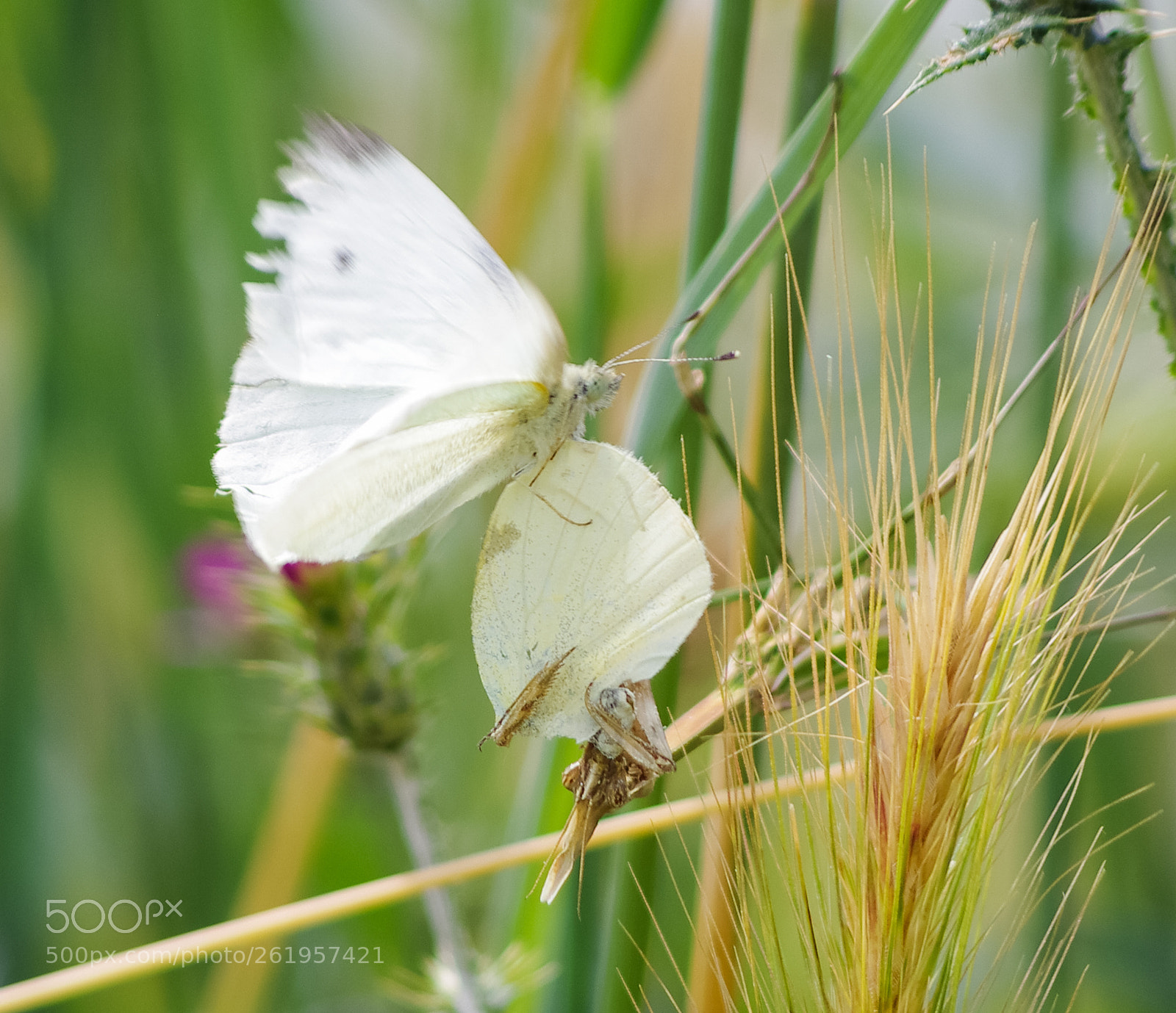 Pentax K-5 II sample photo. Le repas de mante photography