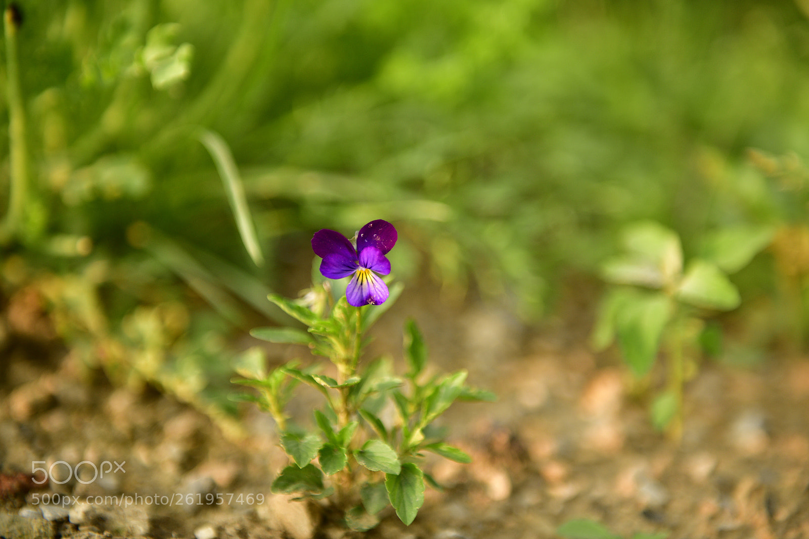Nikon D850 sample photo. One of this kind photography