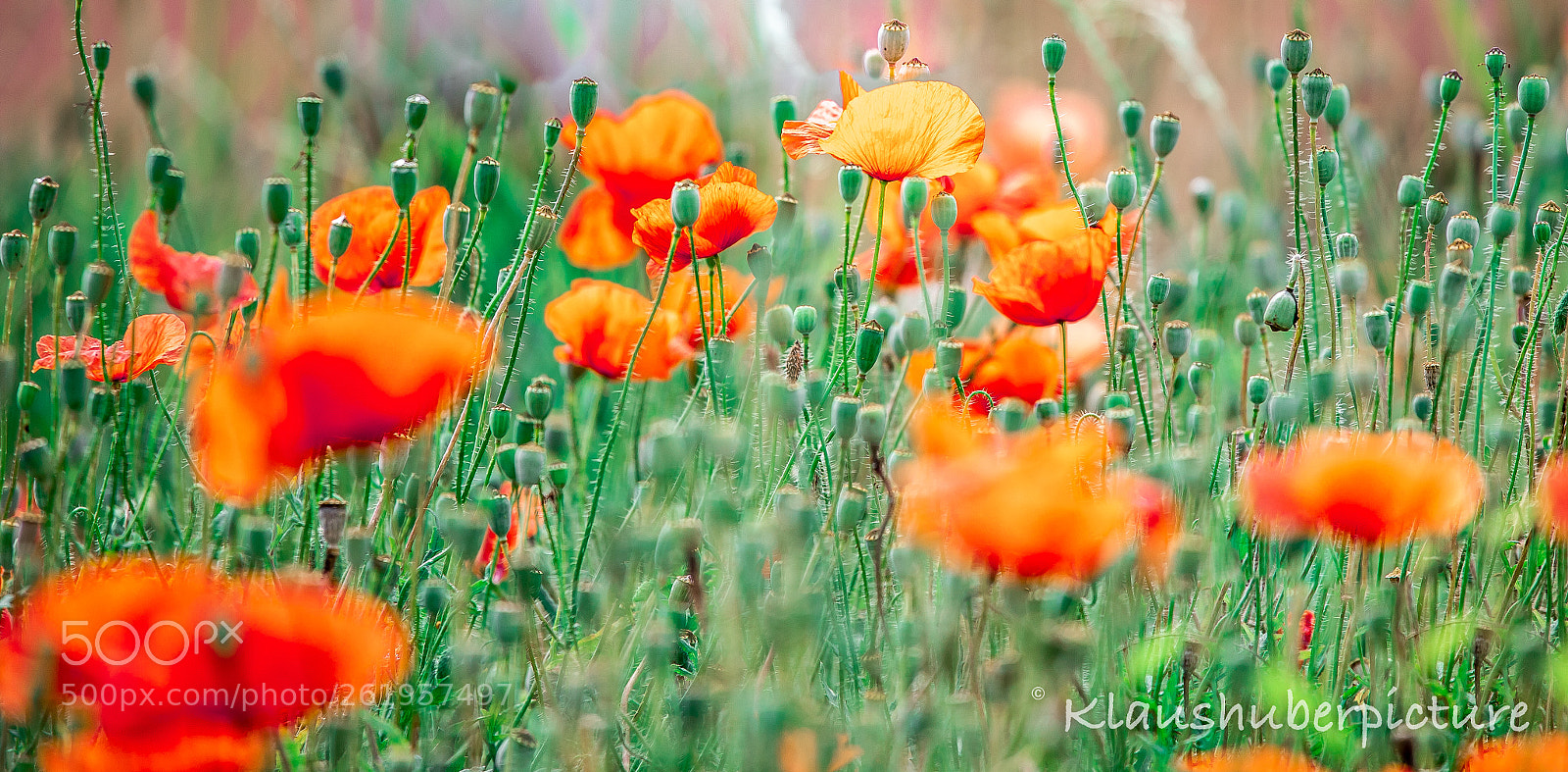 Canon EOS 6D Mark II sample photo. Mohnfeld photography