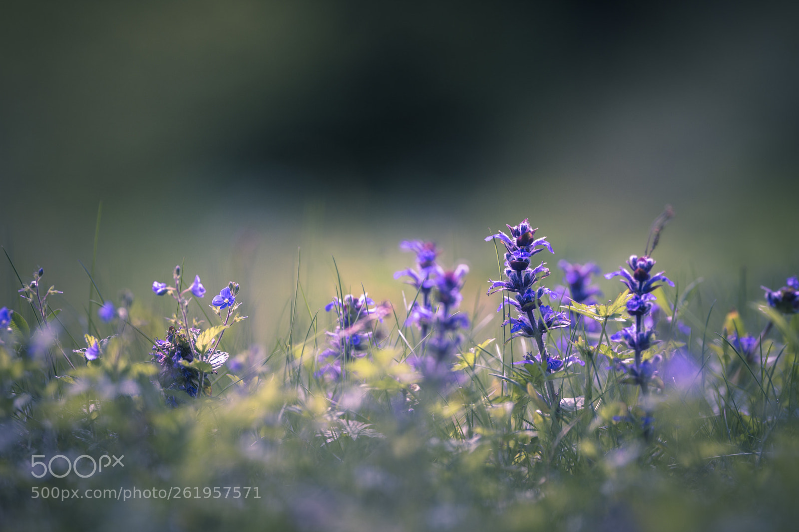Nikon D7200 sample photo. Ajuga photography