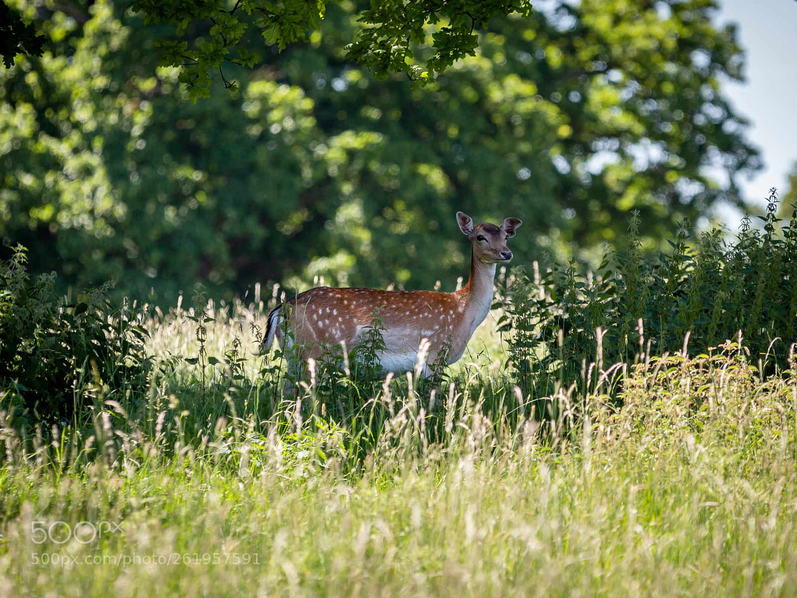 Canon EOS 700D (EOS Rebel T5i / EOS Kiss X7i) sample photo. Deer photography