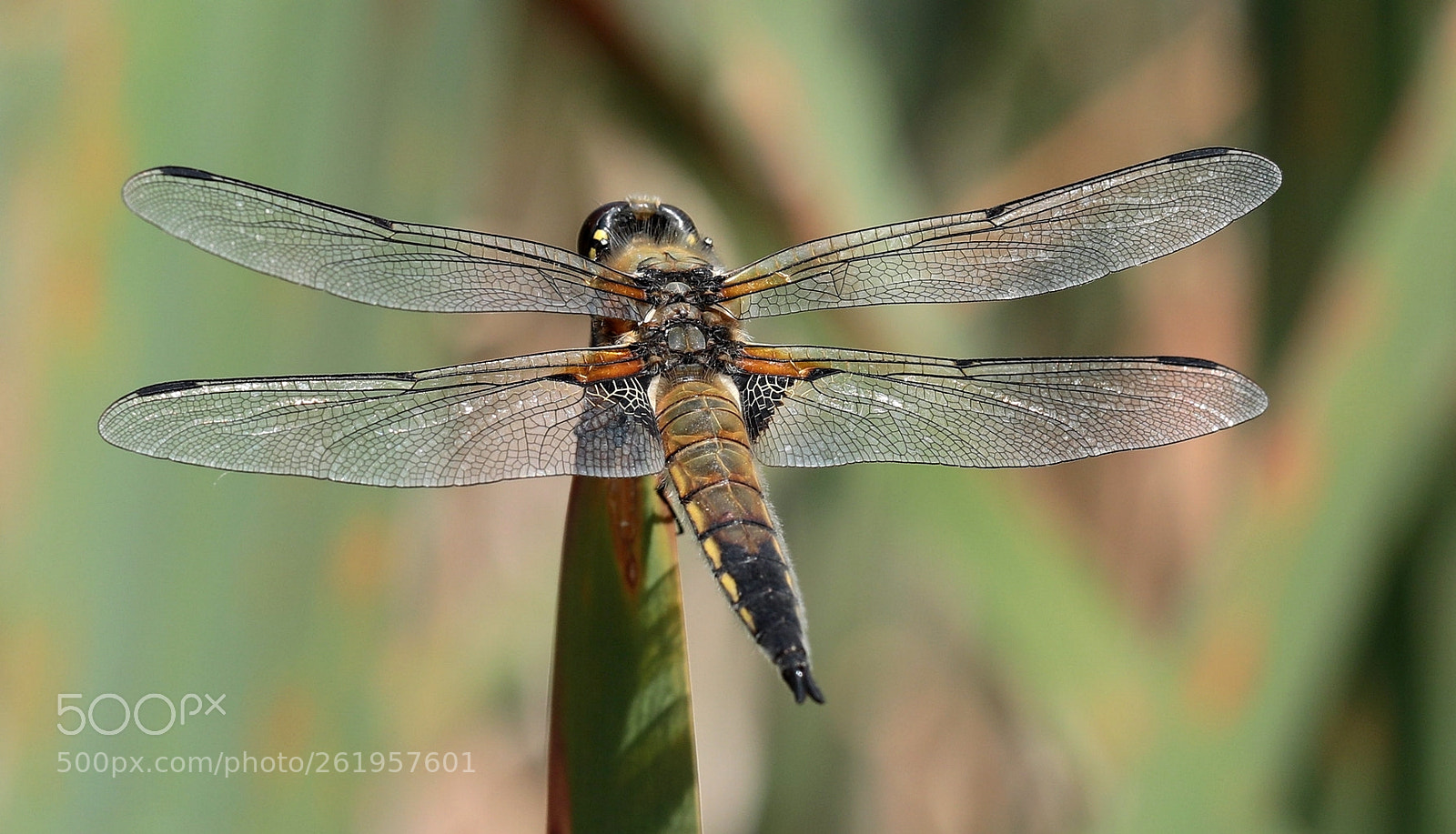 Canon EF 100mm F2.8L Macro IS USM sample photo. Libele photography