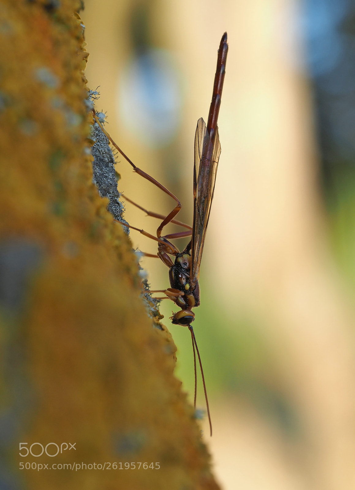 Olympus OM-D E-M1 Mark II sample photo. Schlupfwespe / parasitic wasp photography