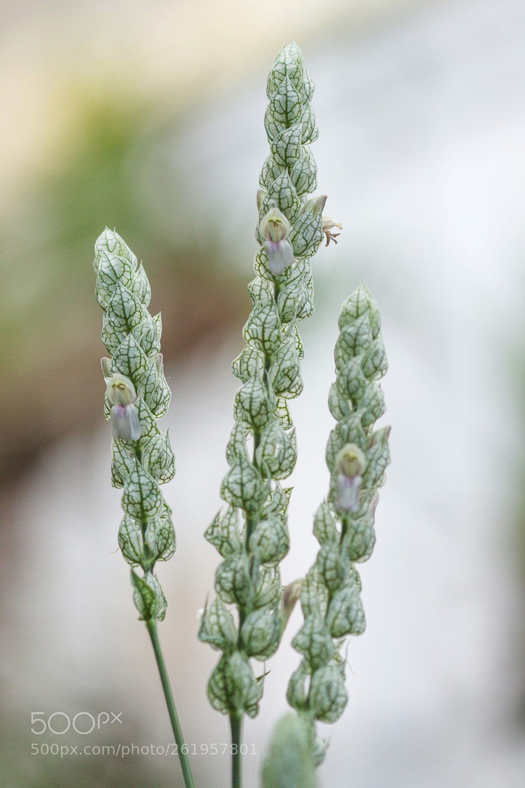 Canon EOS 50D sample photo. Ciselées (chiselled) photography