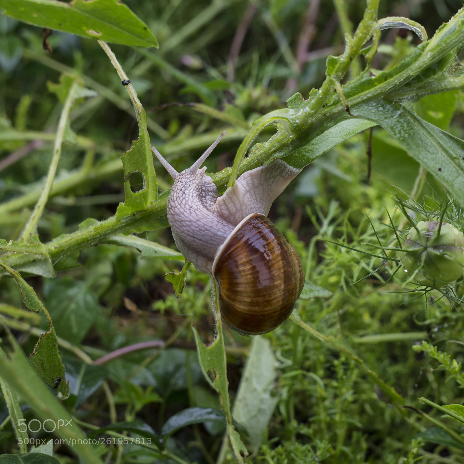 Nikon D7100 sample photo. Escargot photography