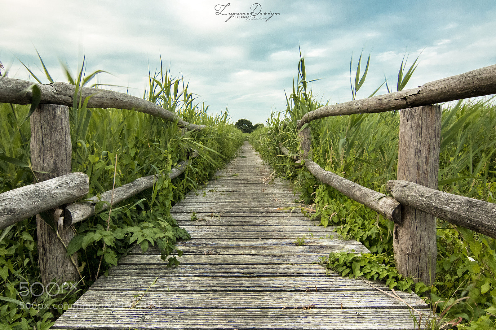 Canon EOS 80D sample photo. Nature path photography