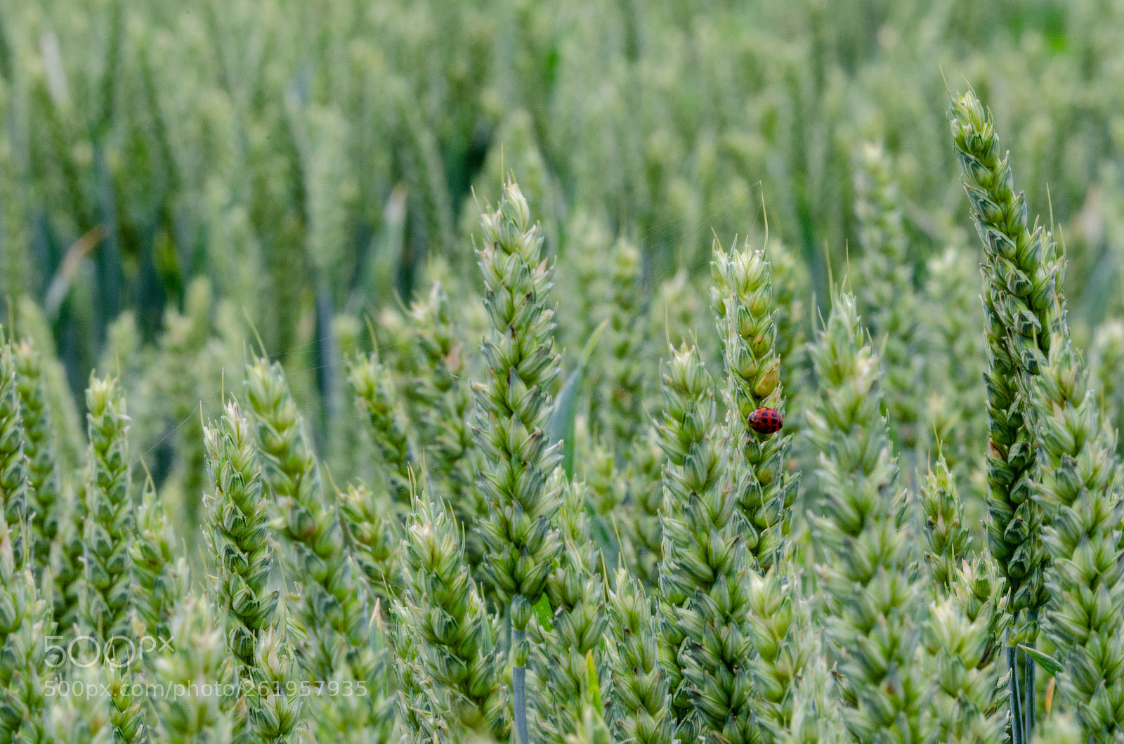 Nikon D5100 sample photo. Feld photography