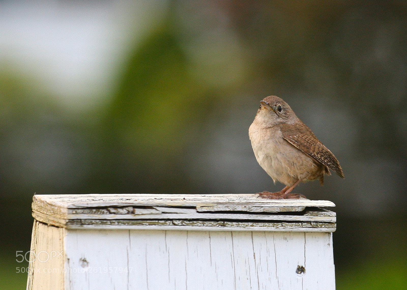 Canon EOS 40D sample photo. Img photography