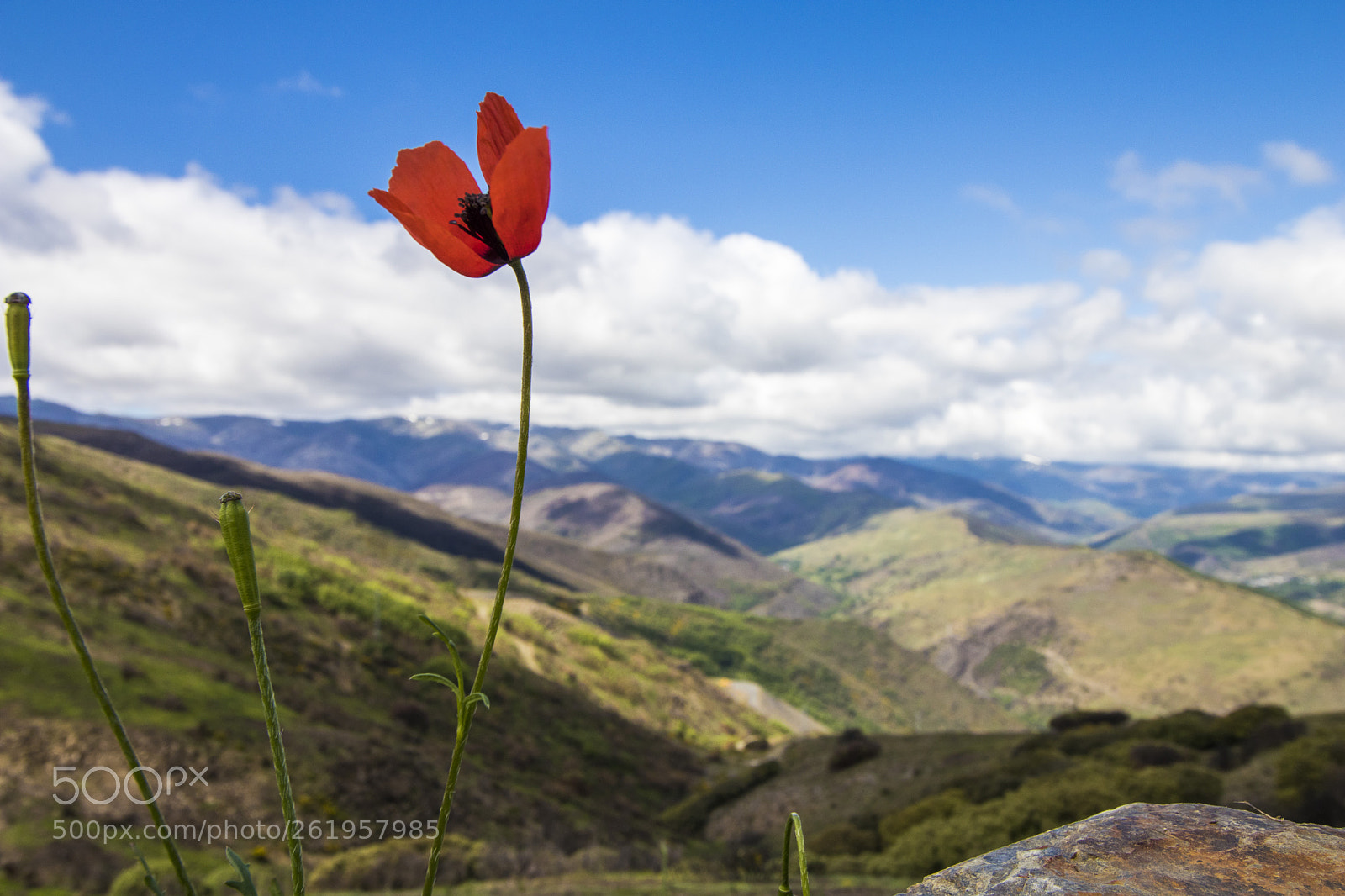 Canon EOS 80D sample photo. Mountaineer poppy photography