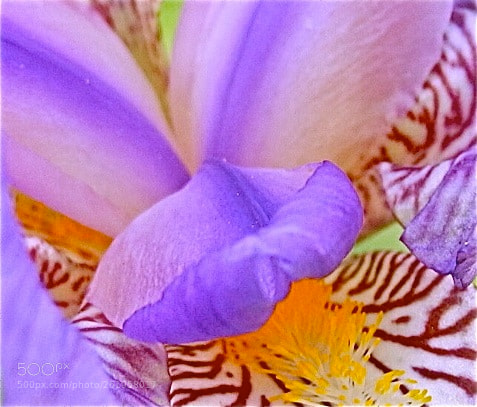 Nikon Coolpix P7100 sample photo. Iris eye photography