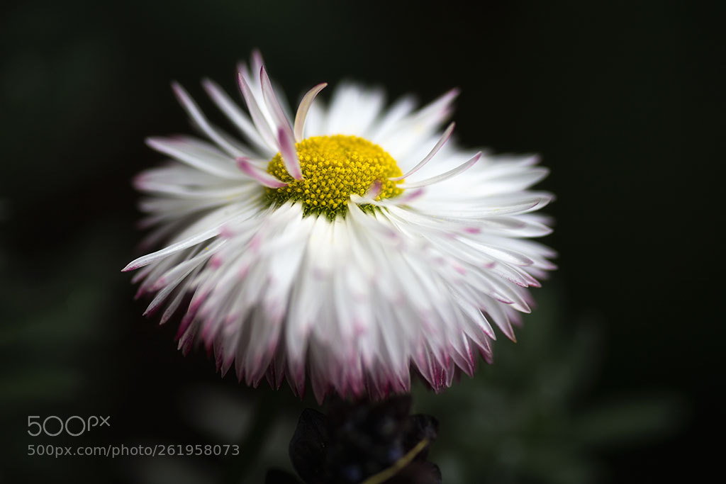 Canon EOS 6D sample photo. Untitled photography