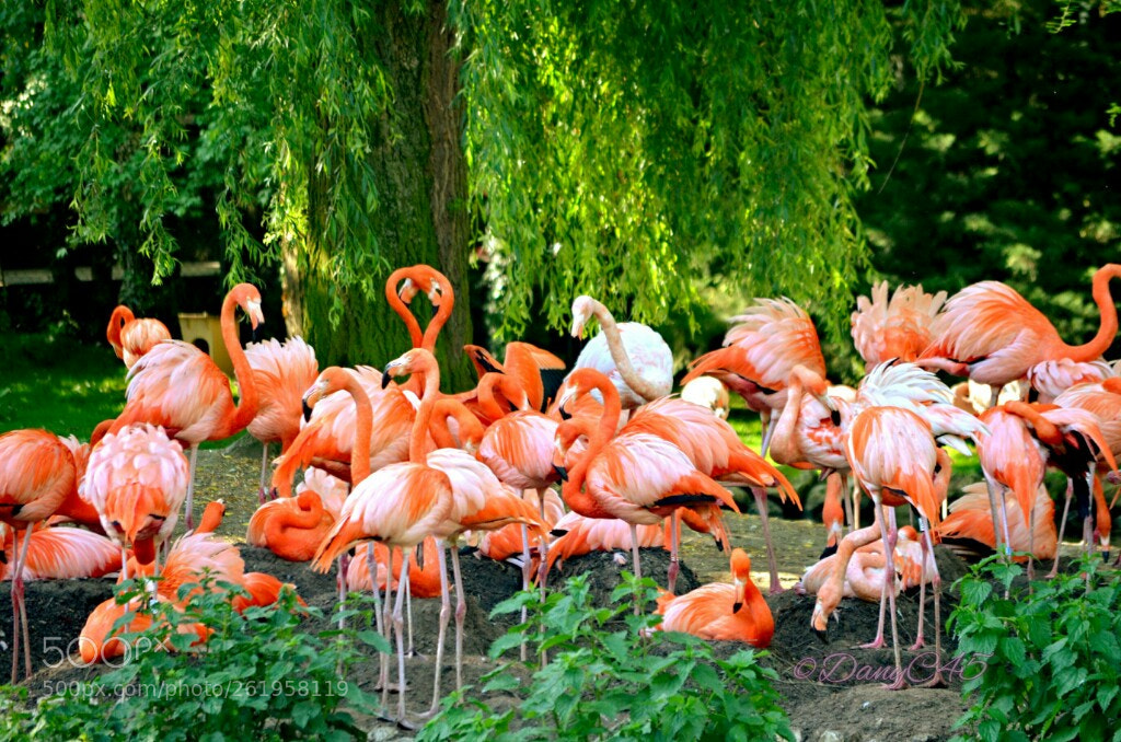 Nikon D5100 sample photo. Zoo de beauval 1 photography